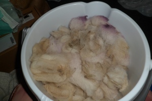 Raw wool in bucket before adding water