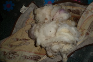 a batch of clean wool in tea towel 