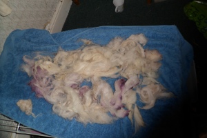 some of the clean wool drying on a towel