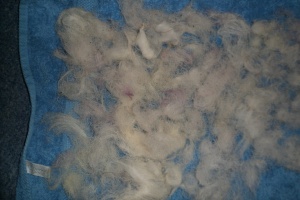Damp wool teased out left to dry on towel